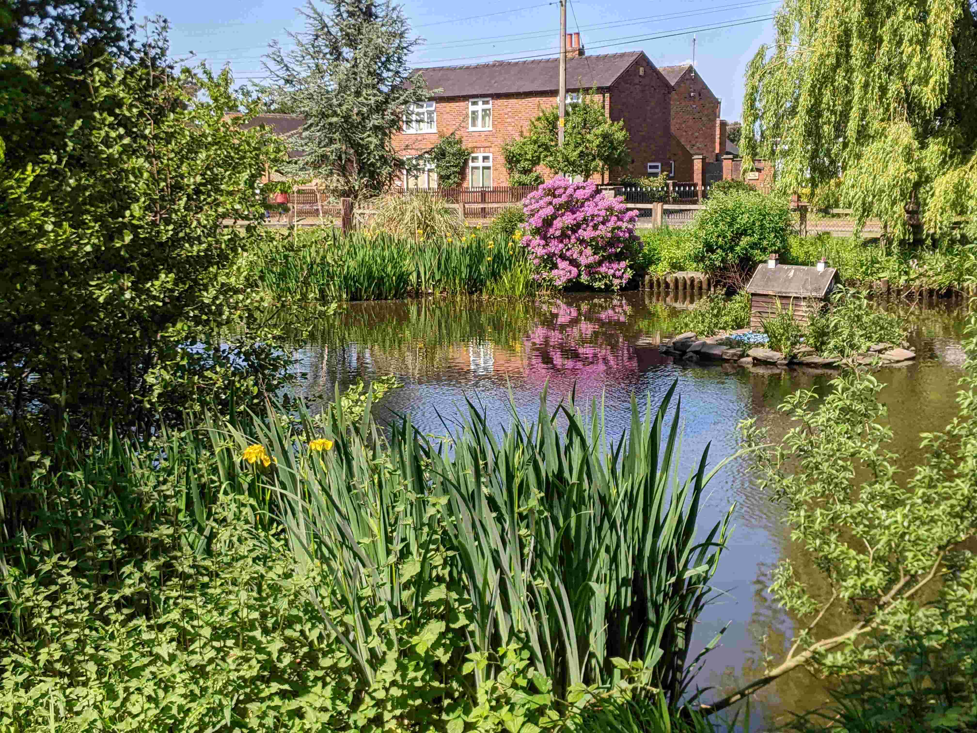 Village pond, May 2025